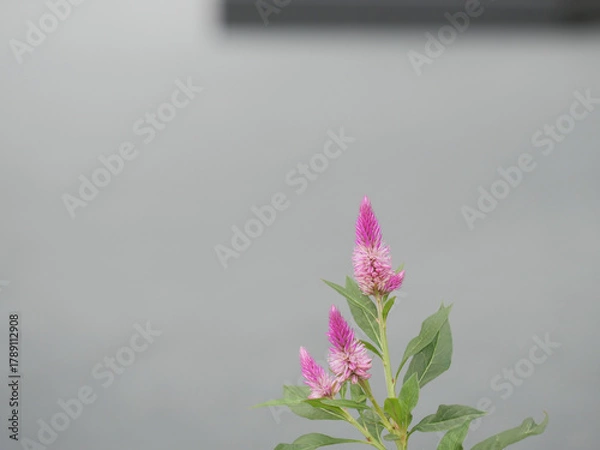 Fototapeta ノゲイトウの花が咲いている