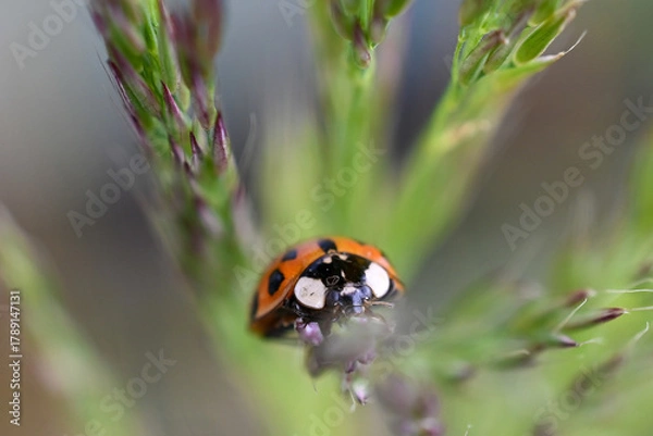Fototapeta ladybug on grass