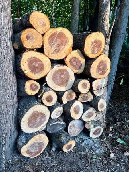 Obraz stack of firewood