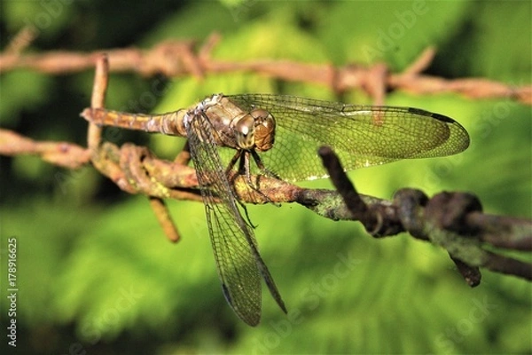 Fototapeta Dragonfly on Barbed-wire