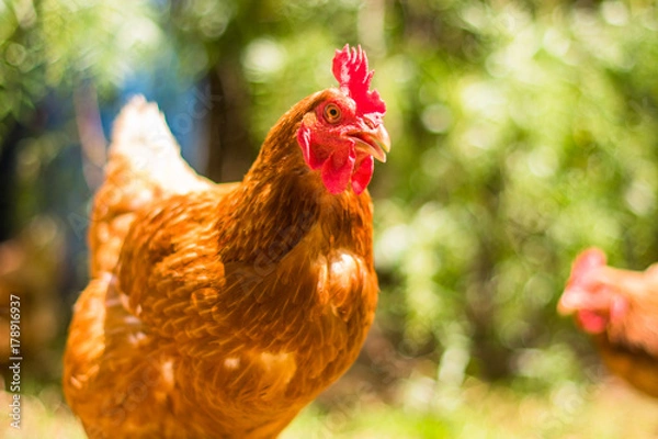 Obraz Hen or chicken running free range