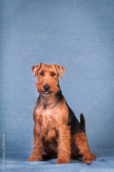 Fototapeta Welsh terrier at studio