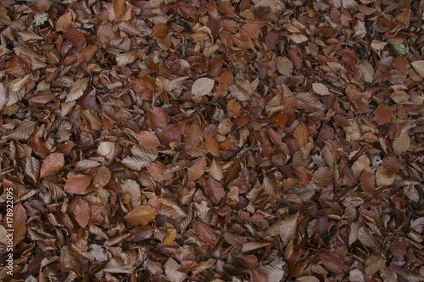 Obraz brown Foliage for background