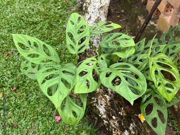 Fototapeta Tropical Monstera Adansonii Plant With Unique Hole Leaves Growing On Tree Trunk