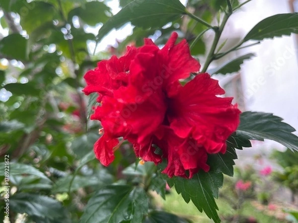 Fototapeta Red Hibiscus Flower in Full Bloom – Outdoor Close-Up Photography, Natural Light, Botanical Macro Composition