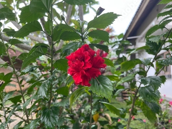 Fototapeta Red Hibiscus Flower in Full Bloom – Outdoor Close-Up Photography, Natural Light, Botanical Macro Composition