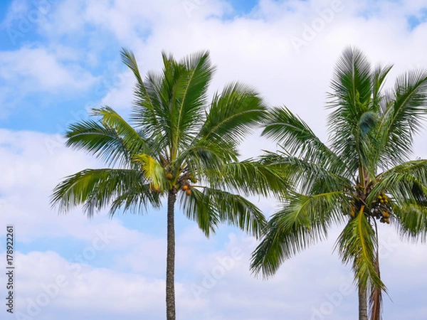 Fototapeta ハワイ ココヤシ