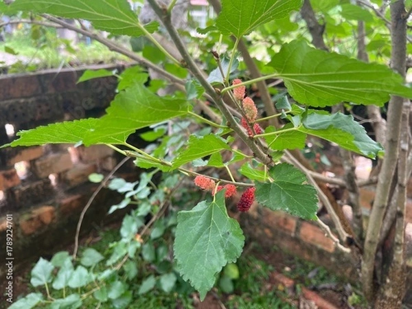 Fototapeta Fresh Mulberry Fruits On Branch With Green Leaves In Garden