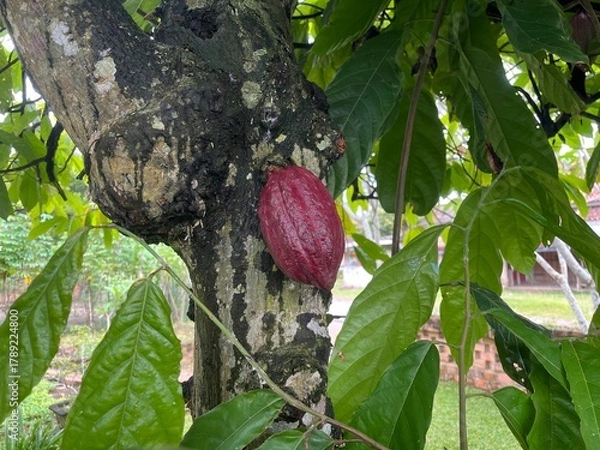 Fototapeta Ripe Cacao Pod on Tree Trunk – Tropical Eye Level Close-Up Angle Photography, Natural Light, Botanical Detail Composition
