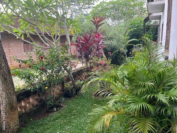 Fototapeta Front View Beautiful Tropical Home Garden With Green Plants And Trees