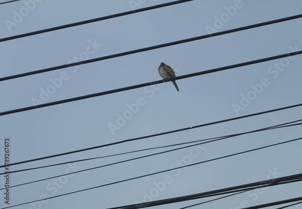 Fototapeta Birds perch on power lines in a cloudy morning with a sky background.