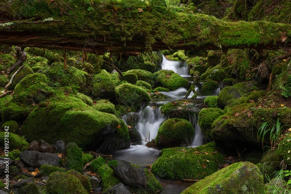 Obraz 苔の森からの流れを集めた亜高山の清流