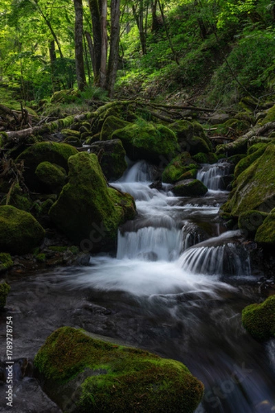 Obraz 亜高山の森を流れる苔に覆われた渓流