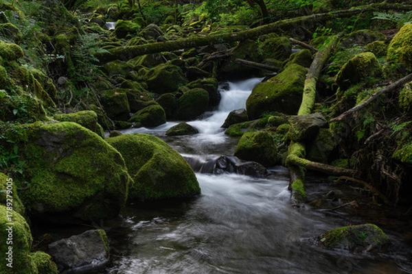 Obraz 亜高山の苔に覆われた岩を縫って下る渓流