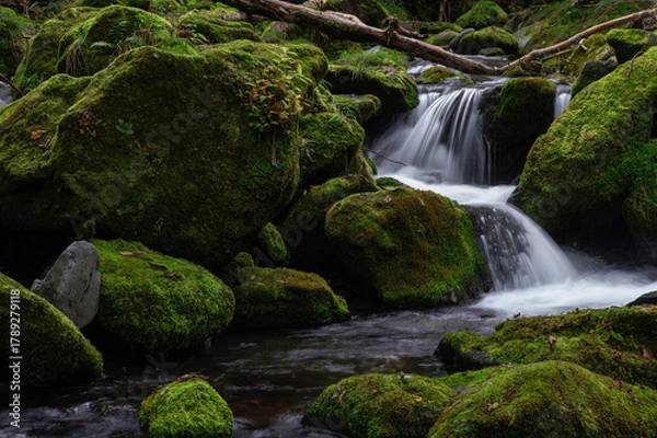 Obraz 亜高山の苔に覆われた岩を縫って下る細流