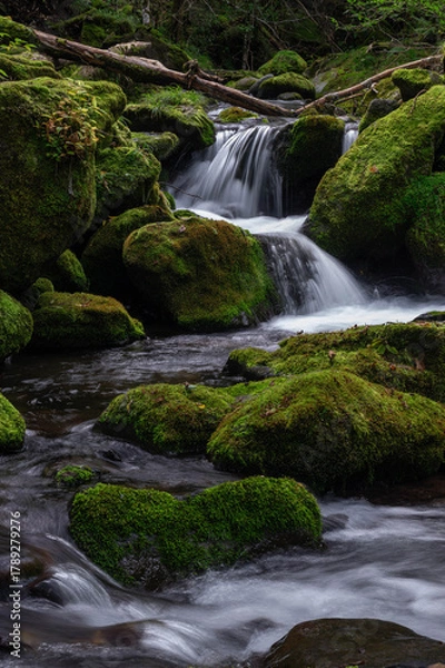 Obraz 亜高山の苔に覆われた岩を縫って下る細流