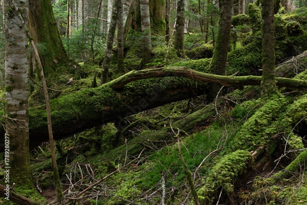 Obraz 苔に覆われた倒木が横たわる亜高山の森