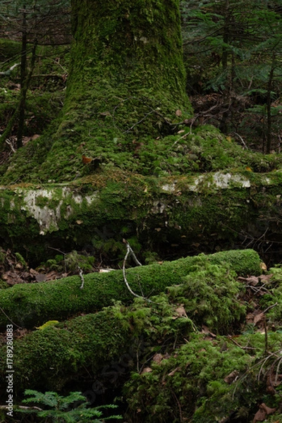 Obraz 苔に覆われた倒木が重なる亜高山の森