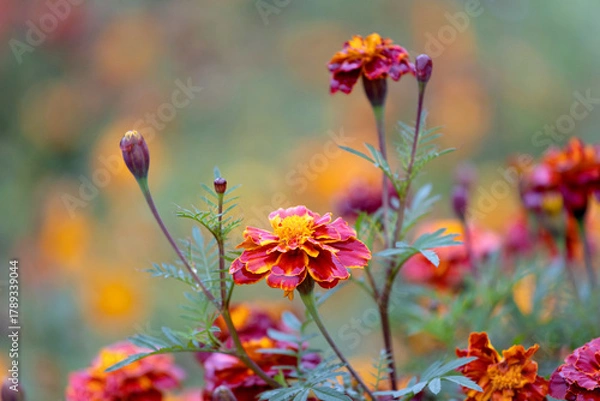 Obraz Marigolds in full, glorious bloom