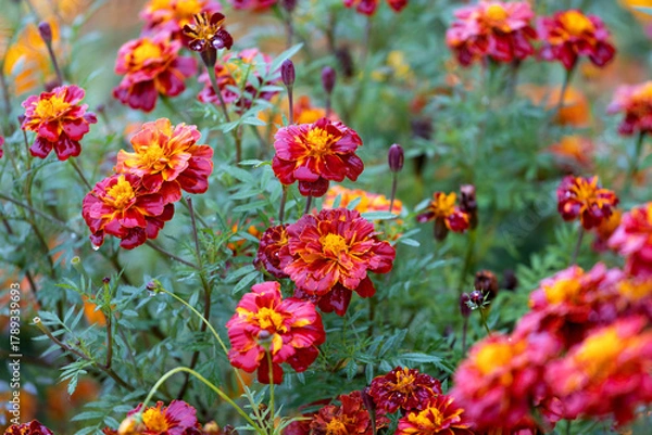 Fototapeta Marigolds in full, glorious bloom