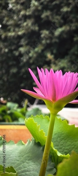 Obraz Vibrant pink lotus flower blooming in a pond with green leaves