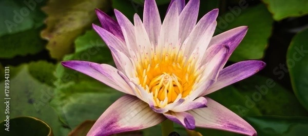 Obraz vibrant purple and yellow lotus flower blooming in a pond