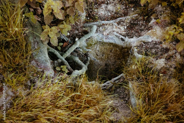 Fototapeta A fox hole amidst tree roots.