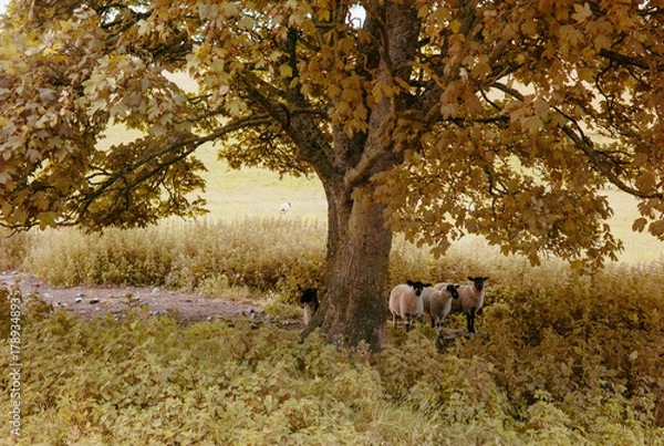Obraz All but one sheep rests under a tree.