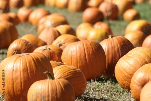 Fototapeta pumpkin patch