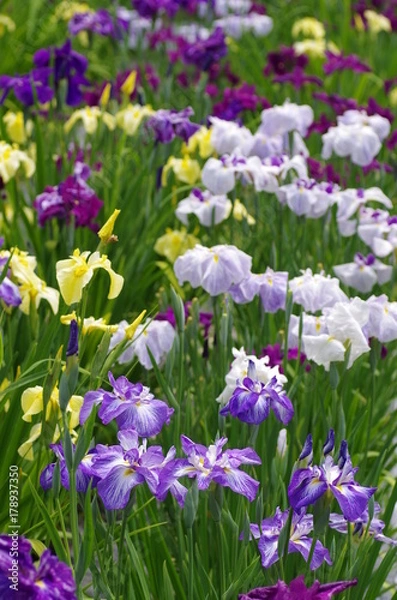 Fototapeta 花菖蒲