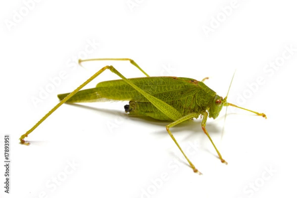 Obraz Grasshopper Closeup on White Background
