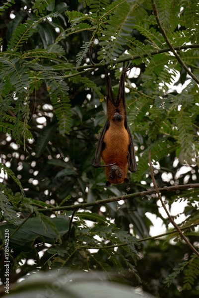 Obraz An Indian fruit bat (Pteropus medius) captured through spot focus, hanging upside down from a tree branch amidst lush green foliage. 
