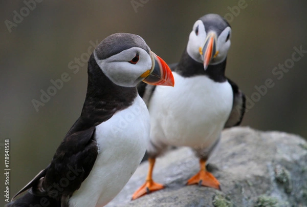 Fototapeta Puffin in Norway