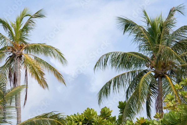 Obraz Palm trees and another plants with a blue sky