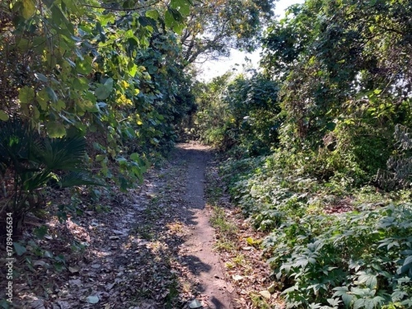 Obraz 森の奥の小道