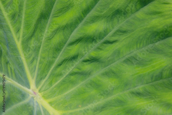 Fototapeta background green leaf surface close-up	
