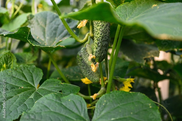 Obraz Close-up of green cucumber hanging on vine among large leaves in garden.