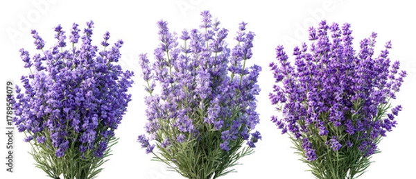 Fototapeta A vibrant display of lavender flowers in full bloom, showcasing various shades of purple, arranged artistically for a floral arrangement, set against a soft, neutral background