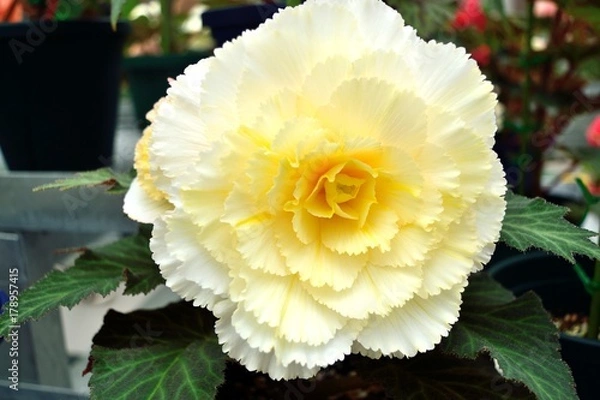 Obraz ホワイトイエローのベゴニア 大輪の花