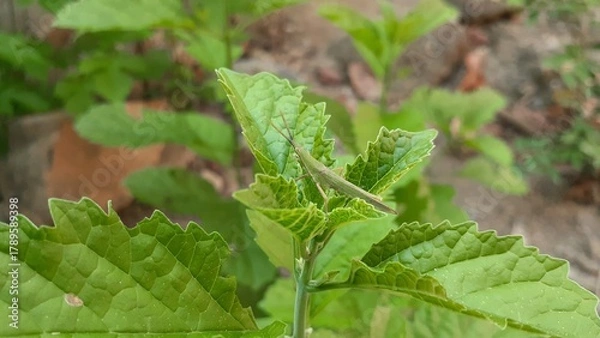 Obraz A grasshopper on a Kejibeling (Strobilanthes crispus) plant in the garden. Also known as Kecibeling. Used as a herbal medicine for diabetes.