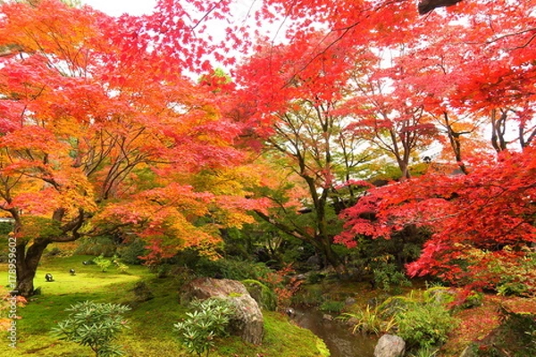 Fototapeta 京都嵐山宝厳院の紅葉