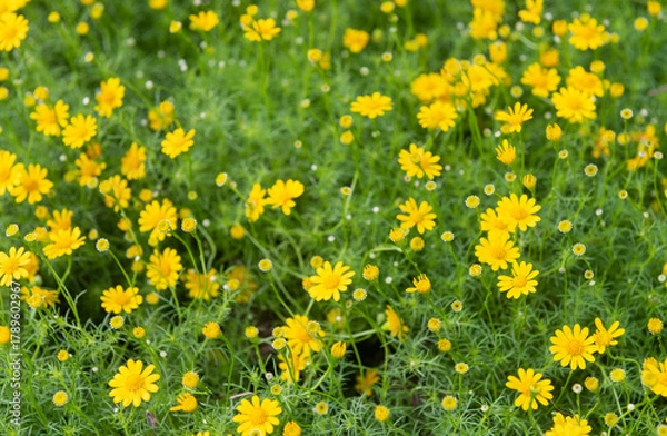 Obraz Yellow daisies flowers in the field
