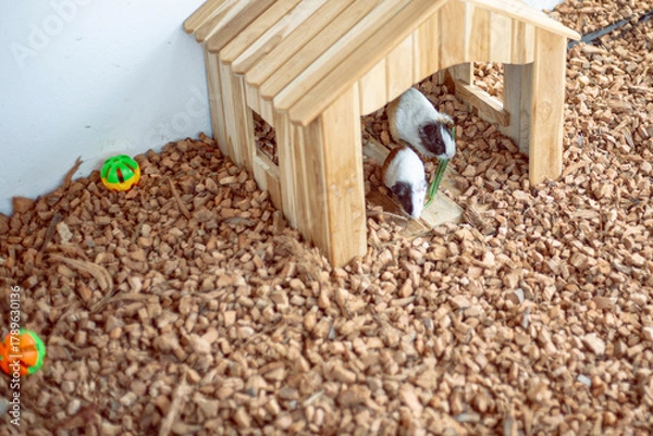 Fototapeta Cute baby guinea pig on a big home playing 