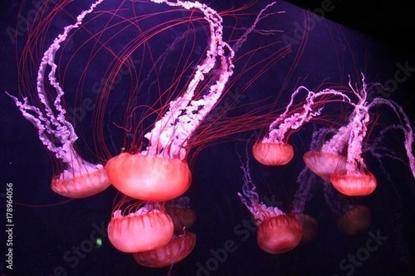 Fototapeta Jellyfish