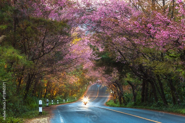 Obraz Cherry Blossom and sakura at Doi Ang Khang in Chiang Mai , Thailand