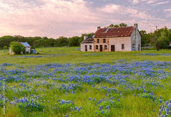 Fototapeta Stary rustykalny dom położony jest na polu bluebonnets w Marble Falls w Teksasie