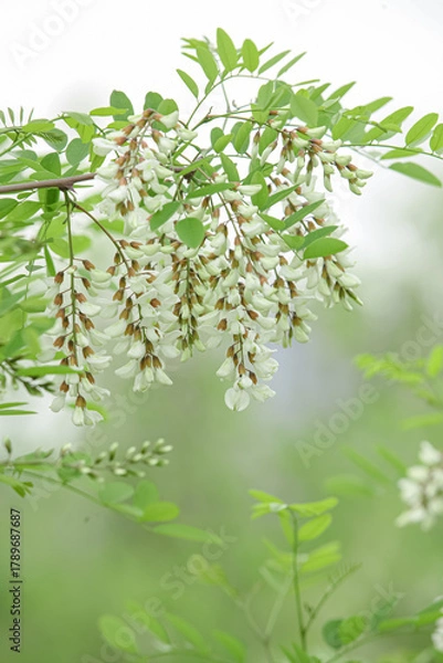 Fototapeta White Sophora Tree Flowers Blooming in Spring Garden with Green Leaves and Soft Natural Background