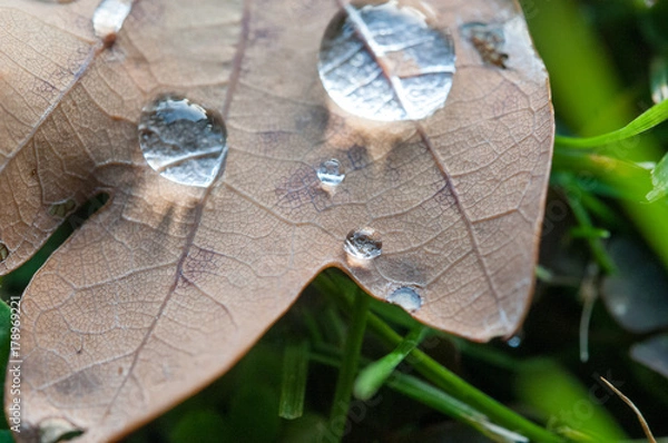 Obraz Frommer Tropfen
