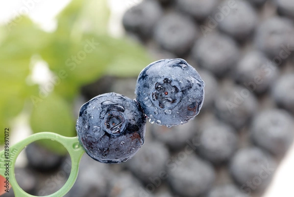 Obraz Fresh Blueberries with Water Droplets on Fork - Healthy Organic Fruit Close-up