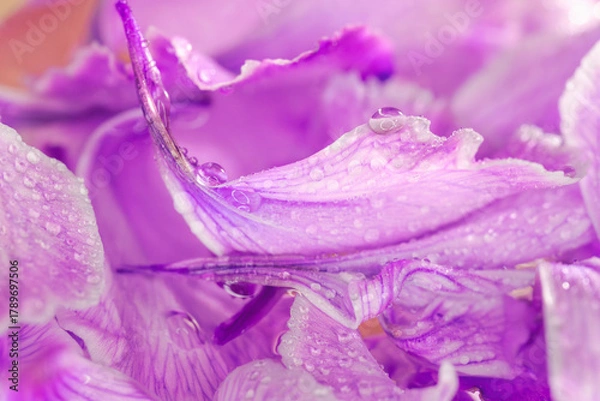 Obraz 水に濡れたカーネーションの紫色の花びらのマクロ撮影01